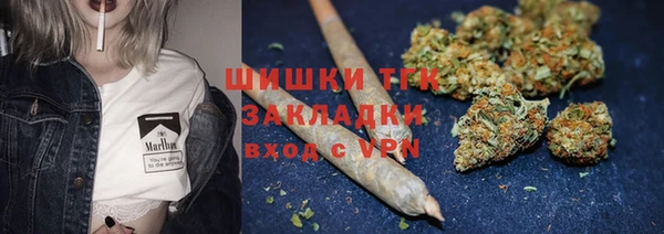 сатива Беломорск